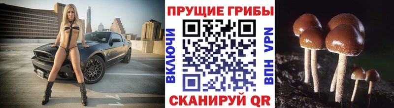 Галлюциногенные грибы Cubensis  Грязи 